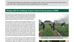 Managing insect pests of soft fruit crops pending spotted wing drosophila appearance